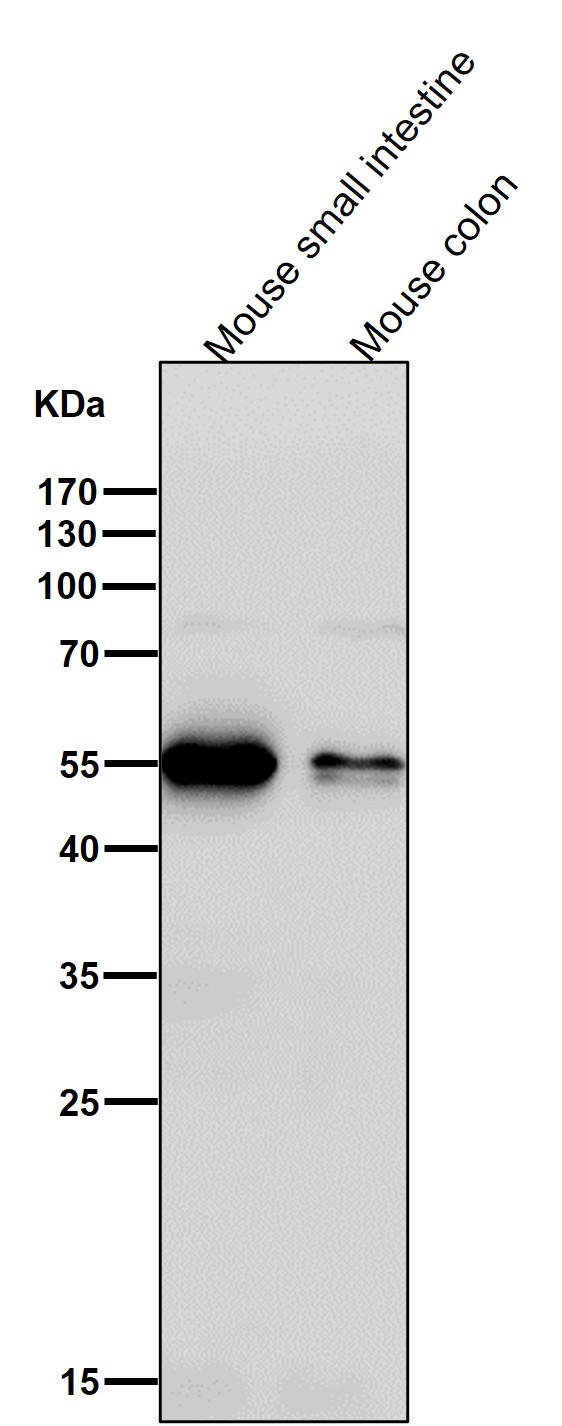 m08719 wb7