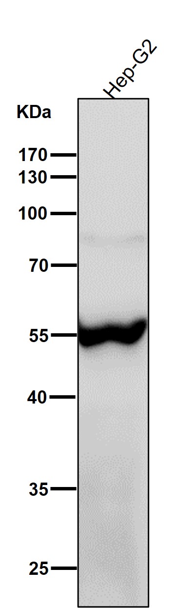 m08719 wb8