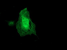 m08725 1 anti coatomer subunit delta arcn1 mouse monoclonal antibody clone id oti6a6 if testing 8