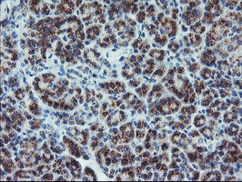 Immunohistochemical staining of paraffin-embedded Human pancreas tissue within the normal limits using anti-ARCN1 mouse monoclonal antibody