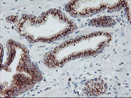 m08725 1 anti coatomer subunit delta arcn1 mouse monoclonal antibody clone id oti6a6 ihc testing 5