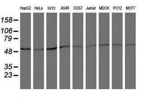 Western blot analysis of extracts (35ug) from 9 different cell lines by using anti-ARCN1 monoclonal antibody (HepG2: human; HeLa: human; SVT2: mouse; A549: human; COS7: monkey; Jurkat: human; MDCK: canine; PC12: rat; MCF7: human)