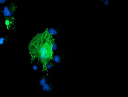 m08725 anti coatomer subunit delta arcn1 mouse monoclonal antibody clone id oti4h9 if testing 10