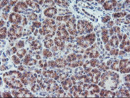 Immunohistochemical staining of paraffin-embedded Human pancreas tissue within the normal limits using anti-ARCN1 mouse monoclonal antibody