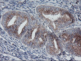 m08725 anti coatomer subunit delta arcn1 mouse monoclonal antibody clone id oti4h9 ihc testing 4