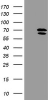 HEK293T cells were transfected with the pCMV6-ENTRY control (Left lane) or pCMV6-ENTRY ARCN1 (Right lane) cDNA for 48 hrs and lysed