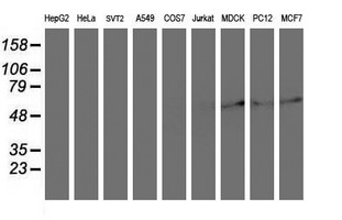 Western blot analysis of extracts (35ug) from 9 different cell lines by using anti-ARCN1 monoclonal antibody (HepG2: human; HeLa: human; SVT2: mouse; A549: human; COS7: monkey; Jurkat: human; MDCK: canine; PC12: rat; MCF7: human)