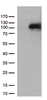 m08738 anti mepce mouse monoclonal antibody clone id oti2e7 wb testing 1