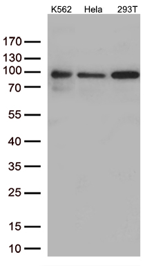 m08738 anti mepce mouse monoclonal antibody clone id oti2e7 wb testing 2