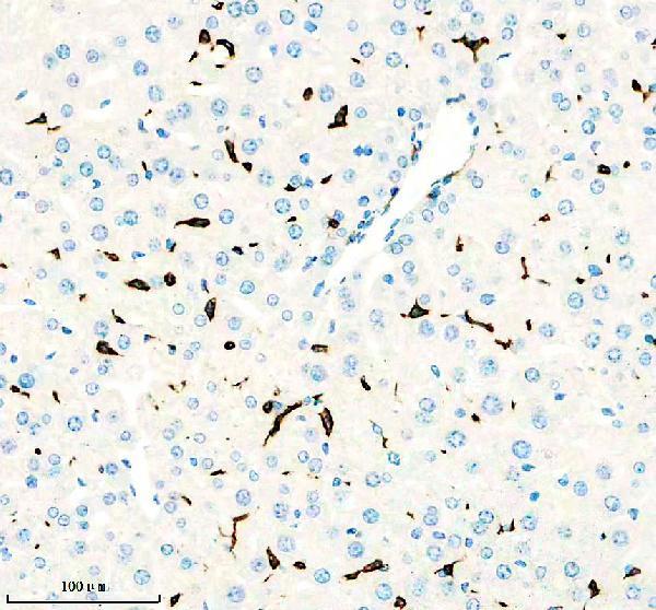 IHC analysis of F4/80/ADGRE1 using anti-F4/80/ADGRE1 antibody (M08751-1)