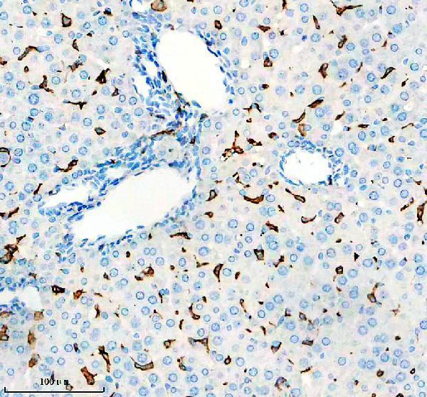 IHC analysis of F4/80/ADGRE1 using anti-F4/80/ADGRE1 antibody (M08751-1)