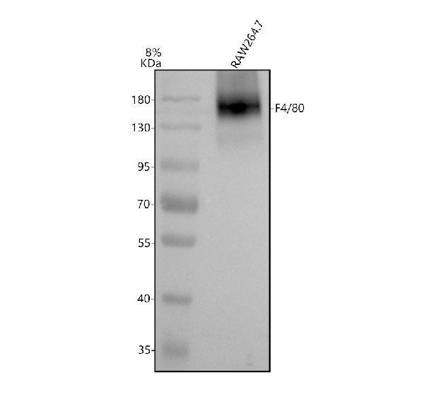 Western blot analysis of F4/80/ADGRE1 using anti-F4/80/ADGRE1 antibody (M08751-1)