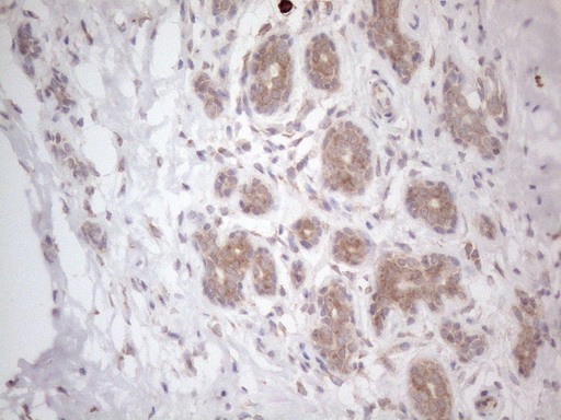 m08752 anti rbms1 mouse monoclonal antibody clone id oti2h1 ihc testing 10