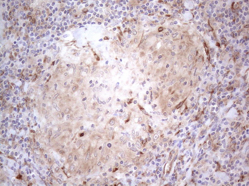 m08752 anti rbms1 mouse monoclonal antibody clone id oti2h1 ihc testing 13