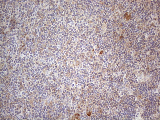 m08752 anti rbms1 mouse monoclonal antibody clone id oti2h1 ihc testing 15