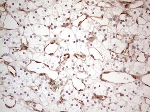 m08752 anti rbms1 mouse monoclonal antibody clone id oti2h1 ihc testing 19