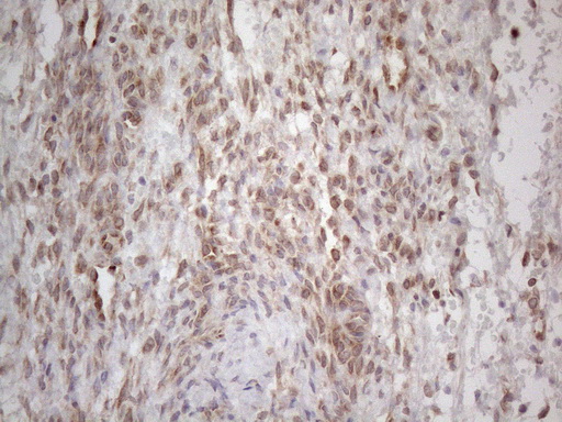 m08752 anti rbms1 mouse monoclonal antibody clone id oti2h1 ihc testing 2