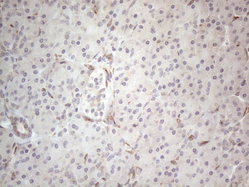 m08752 anti rbms1 mouse monoclonal antibody clone id oti2h1 ihc testing 4