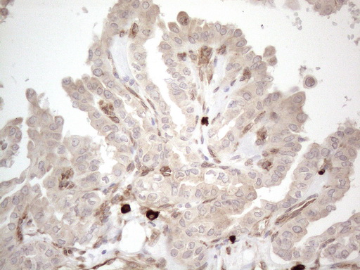 m08752 anti rbms1 mouse monoclonal antibody clone id oti2h1 ihc testing 6