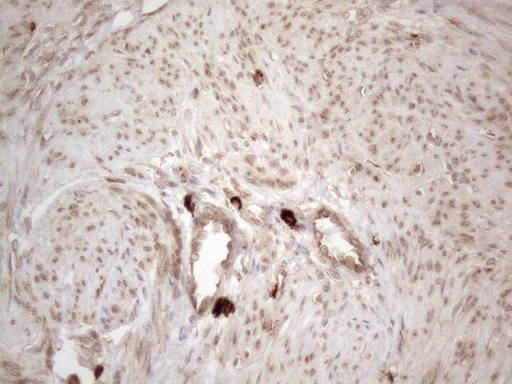 m08752 anti rbms1 mouse monoclonal antibody clone id oti2h1 ihc testing 7