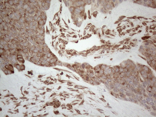m08752 anti rbms1 mouse monoclonal antibody clone id oti2h1 ihc testing 8