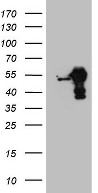 m08752 anti rbms1 mouse monoclonal antibody clone id oti2h1 wb testing 1