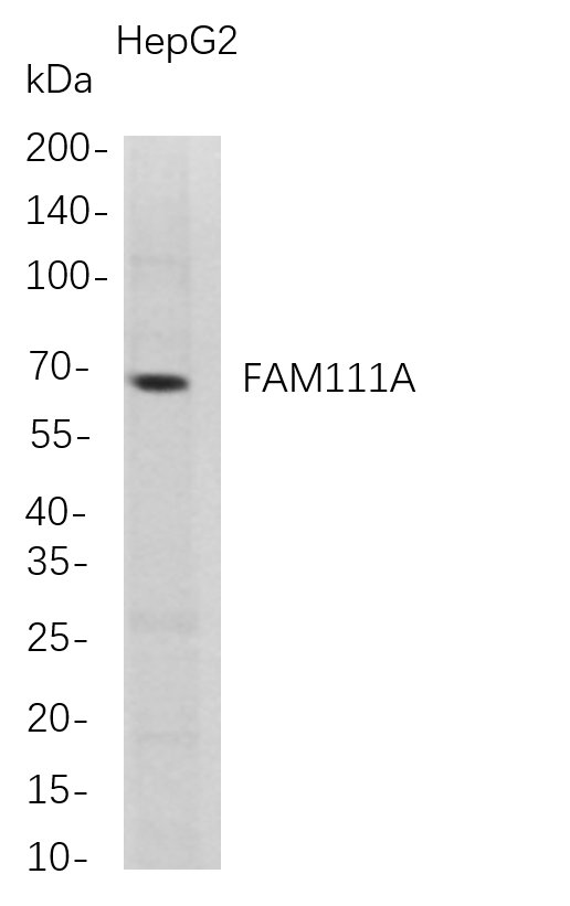 m08753 1 fam111a primary antibodies wb testing 1