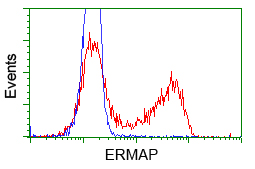 HEK293T cells transfected with either pCMV6-ENTRY ERMAP (Red) or empty vector control plasmid (Blue) were immunostained with anti-ERMAP mouse monoclonal (M08759)
