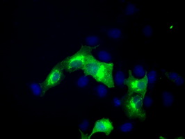 Anti-ERMAP mouse monoclonal antibody (M08759) immunofluorescent staining of COS7 cells transiently transfected by pCMV6-ENTRY ERMAP