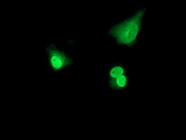 m08765 anti polr2e mouse monoclonal antibody clone id oti3b5 if testing 13