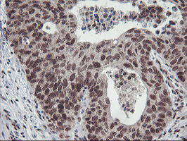 m08765 anti polr2e mouse monoclonal antibody clone id oti3b5 ihc testing 3