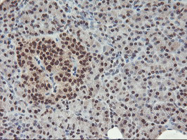 m08765 anti polr2e mouse monoclonal antibody clone id oti3b5 ihc testing 4