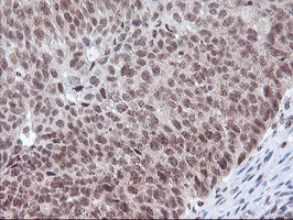m08765 anti polr2e mouse monoclonal antibody clone id oti3b5 ihc testing 8