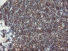 m08765 anti polr2e mouse monoclonal antibody clone id oti3b5 ihc testing 9