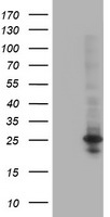 m08765 anti polr2e mouse monoclonal antibody clone id oti3b5 wb testing 1