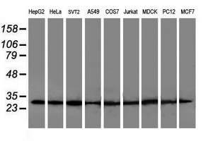 m08765 anti polr2e mouse monoclonal antibody clone id oti3b5 wb testing 2