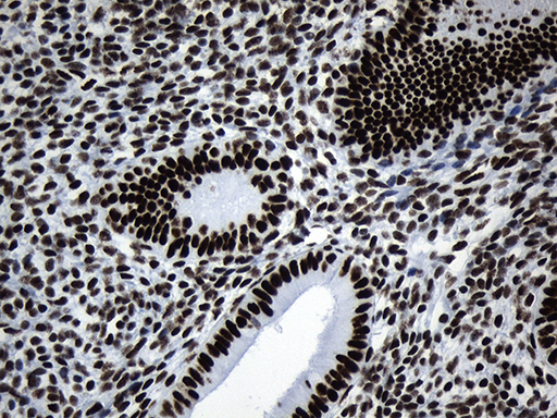 m08777 anti med19 mouse monoclonal antibody clone id oti2d1 ihc testing 9