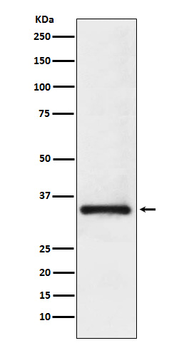 m08780 1 wb