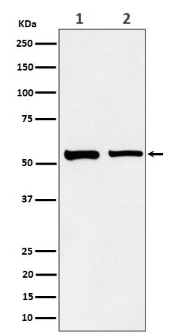 Western blot analysis of SNX4 expression in (1) A431 cell lysate; (2) Raw264
