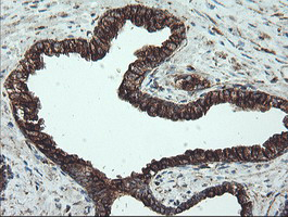 m08793 1 anti tuba8 mouse monoclonal antibody clone id oti2g6 ihc testing 7