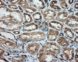 m08793 1 anti tuba8 mouse monoclonal antibody clone id oti2g6 ihc testing 9
