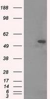 m08793 1 anti tuba8 mouse monoclonal antibody clone id oti2g6 wb testing 1