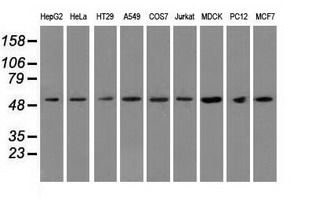 m08793 1 anti tuba8 mouse monoclonal antibody clone id oti2g6 wb testing 2
