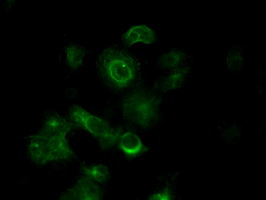 m08793 anti tuba8 mouse monoclonal antibody clone id oti3e10 if testing 8