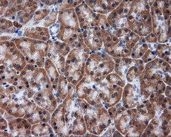 m08793 anti tuba8 mouse monoclonal antibody clone id oti3e10 ihc testing 3