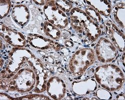 m08793 anti tuba8 mouse monoclonal antibody clone id oti3e10 ihc testing 5