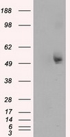 m08793 anti tuba8 mouse monoclonal antibody clone id oti3e10 wb testing 1