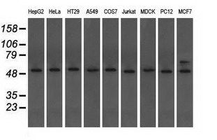 m08793 anti tuba8 mouse monoclonal antibody clone id oti3e10 wb testing 2
