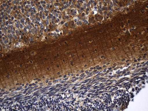 Immunohistochemical staining of paraffin-embedded Human embryonic cerebellum within the normal limits using anti-RGS17 mouse monoclonal antibody