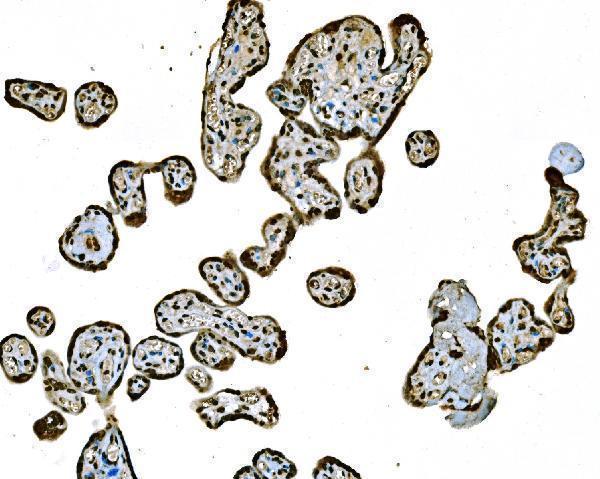  IHC analysis of Histone H1